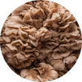 maitake
